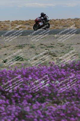media/Jan-14-2023-SoCal Trackdays (Sat) [[497694156f]]/Turn 14 Exit Bloomig (145pm)/